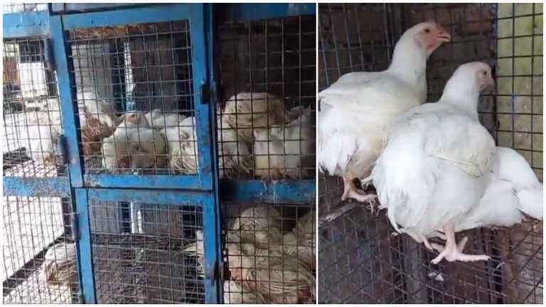 15000 मुर्गियों की अचानक मौत-उत्तर प्रदेश में बर्ड फ्लू की दस्तक