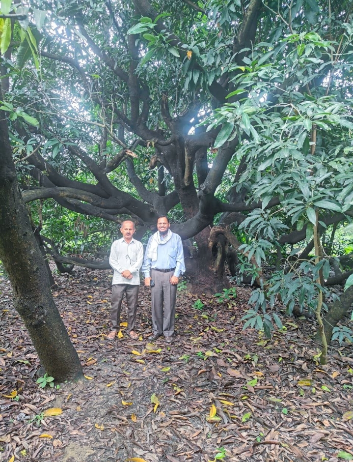 300 आम की किस्में एक ही पेड़ पर: बागवानी का करिश्मा 