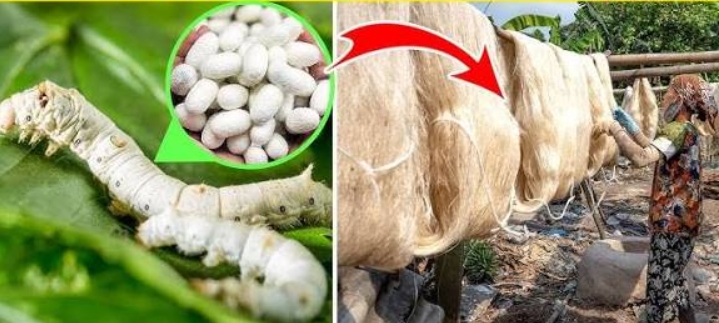 जदीद काश्तकारी   _  कानपुर में रेशम की खेती से बदल रही है गाँवों की तस्वीर 